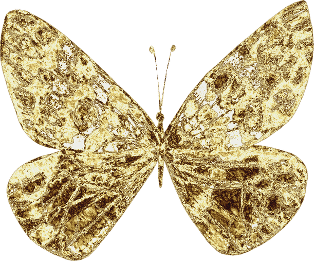 Golden Butterfly Insect