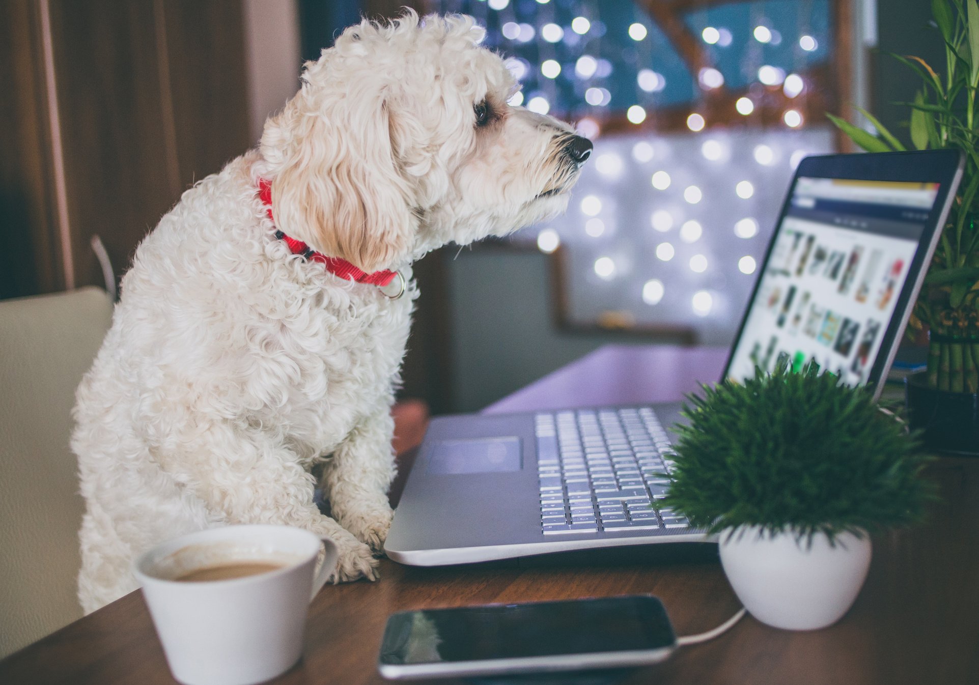 Office dog