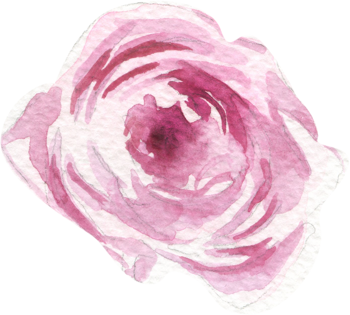 Rose flower watercolor illustration