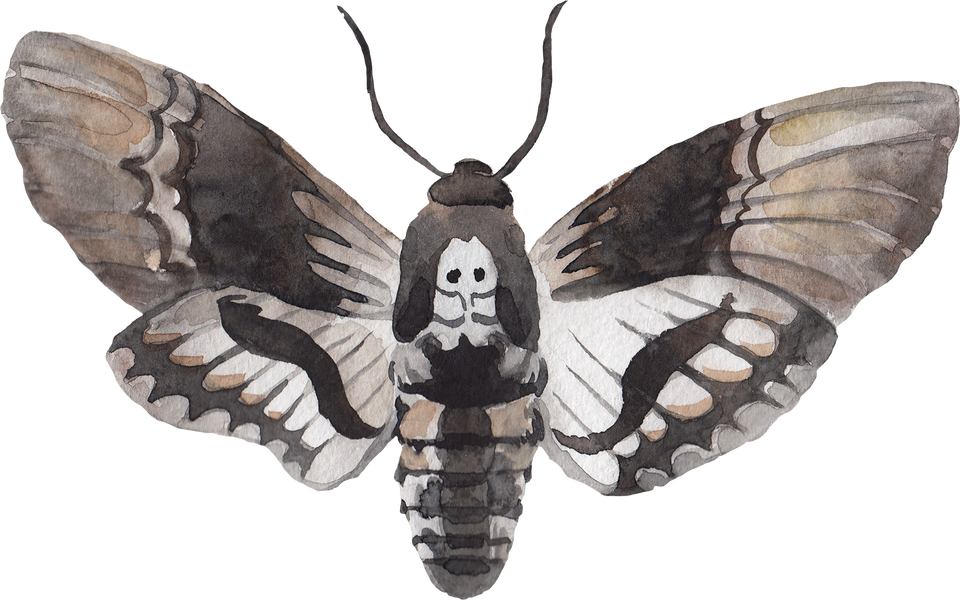 Death head moth butterfly watercolor illustration