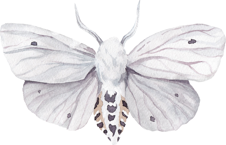 White Ermine moth watercolor illustration