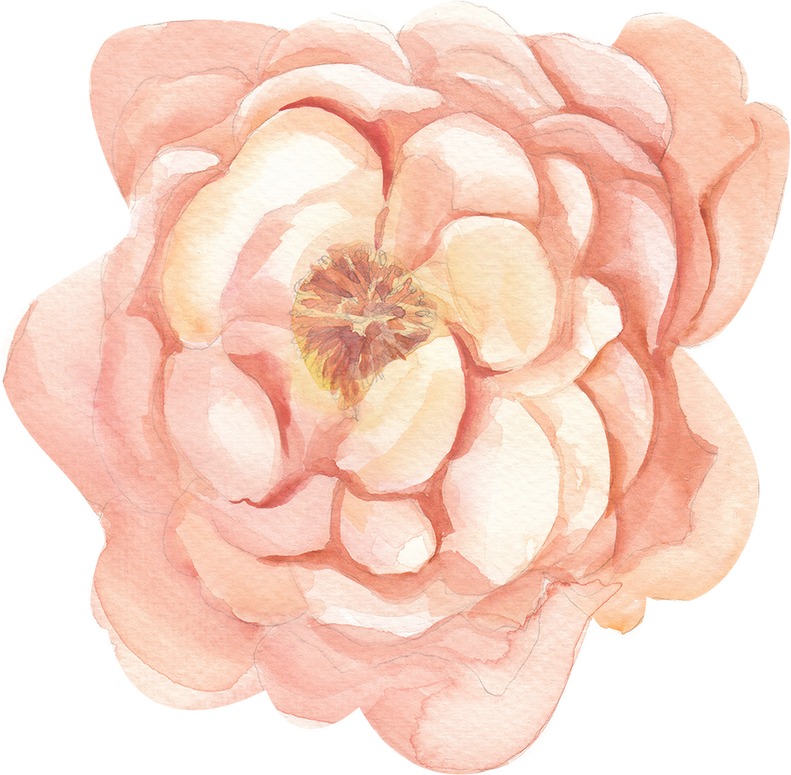 Peach peony flower watercolor illustration