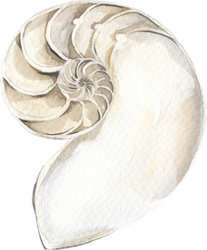 Pearl seashell watercolor illustration