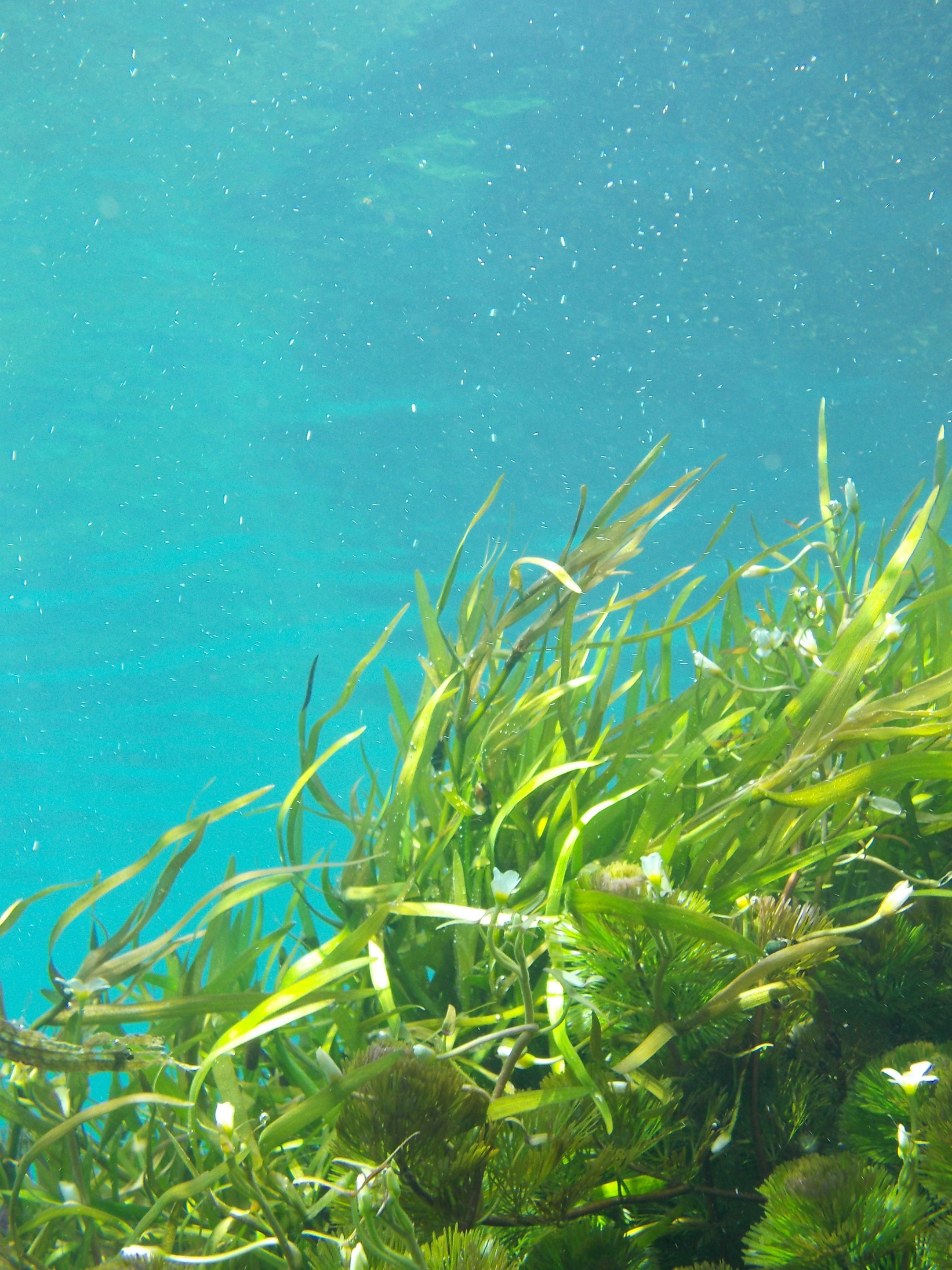 Seaweed in the Water